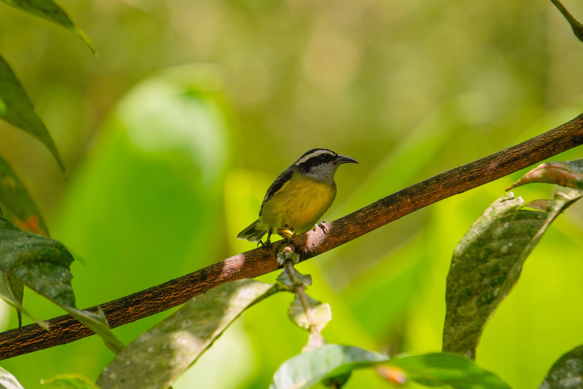 Birds of Mindo